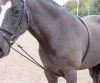 Shires Soft Lunge Aid (RRP £26.99)